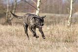 CANE CORSO 800